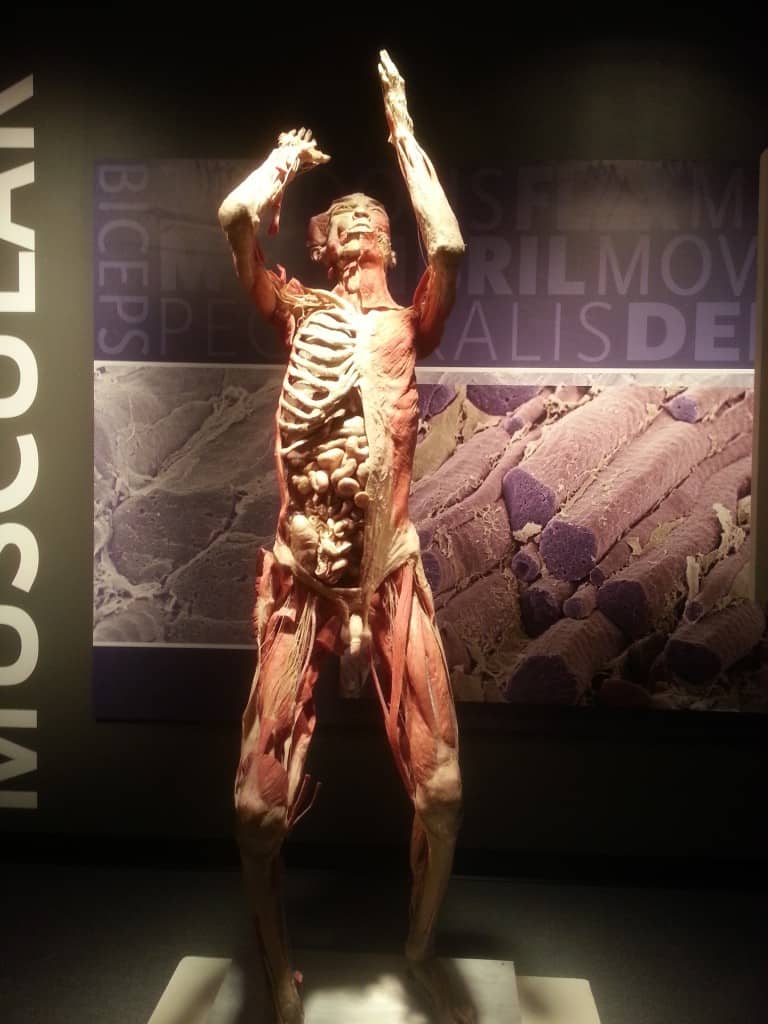 My visit to Titanic the Experience and Bodies the Exhibition
